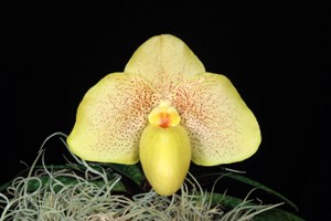 Paphiopedilum Wssner Bellarmi Egg Yolk HCC/AOS 77 pts.